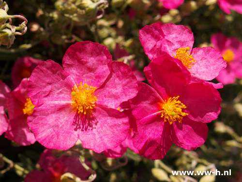 Helianthemum ' Frau M. Bachthaler '