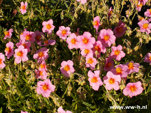 Helianthemum