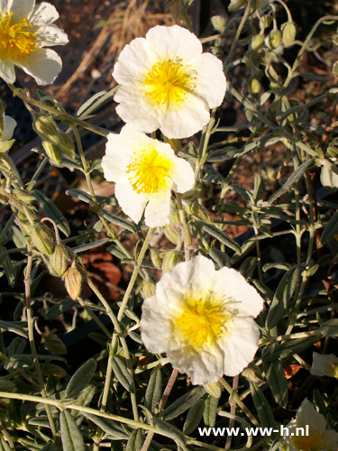 Helianthemum