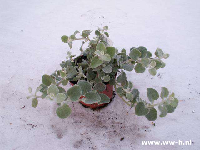 Helichrysum petiolare