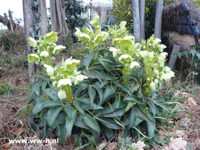 Helleborus argutifolius