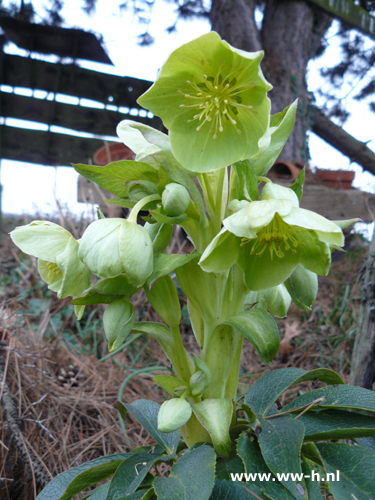 Helleborus argutifolius