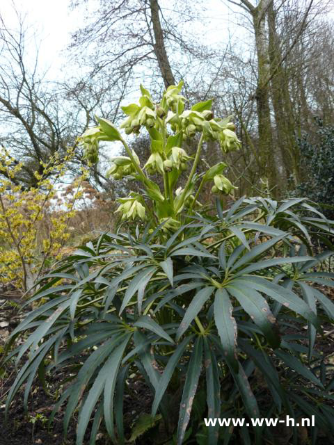 Helleborus foetidus - Klik op de afbeelding om het venster te sluiten