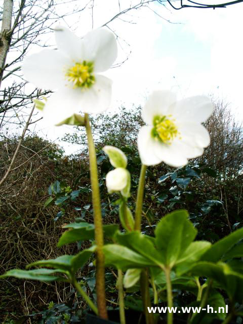 Helleborus niger - Klik op de afbeelding om het venster te sluiten