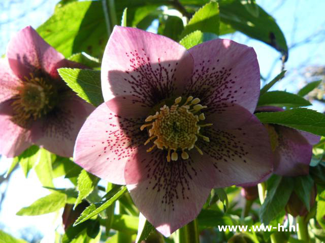 Helleborus orientalis - Klik op de afbeelding om het venster te sluiten