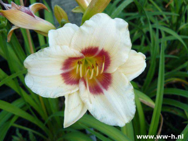 Hemerocallis