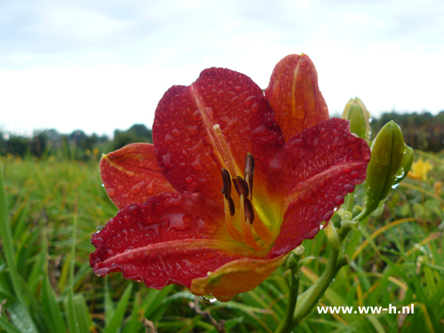 Hemerocallis