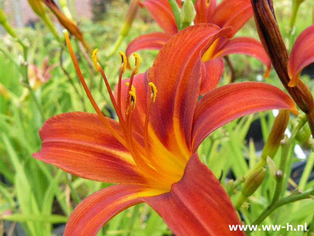 Hemerocallis