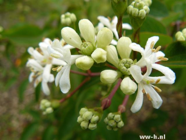 Heptacodium miconioides - Klik op de afbeelding om het venster te sluiten