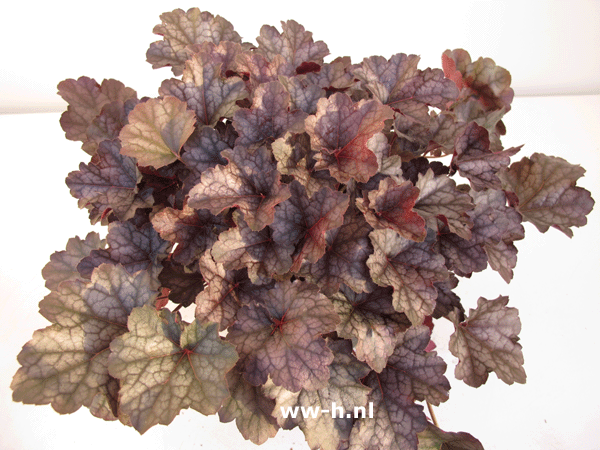 Heuchera 'Amethyst Myst' 3,99 Heuchera 'Amethyst Myst' 3,99