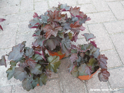 Heuchera in verschillende bladkleuren v . a 3,99