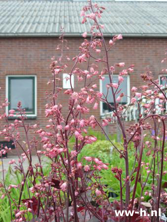 Heuchera 'Regina'