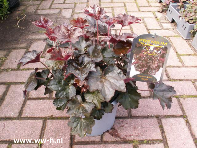 Heuchera micrantha