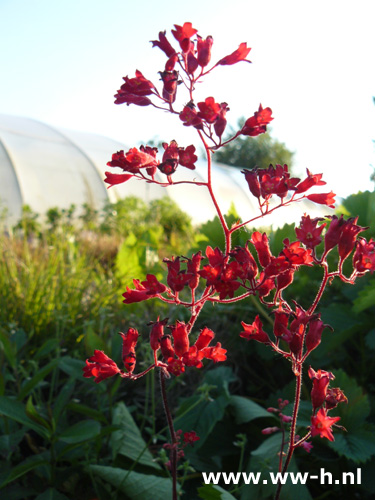 Heuchera sanguinea - Klik op de afbeelding om het venster te sluiten