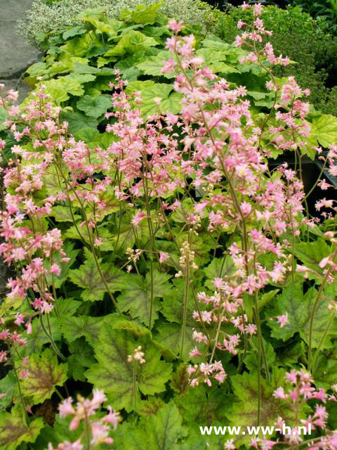 Heucherella alba 'Rosalie' - Klik op de afbeelding om het venster te sluiten