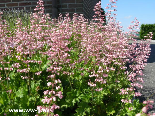 Heucherella tiarelloides - Klik op de afbeelding om het venster te sluiten