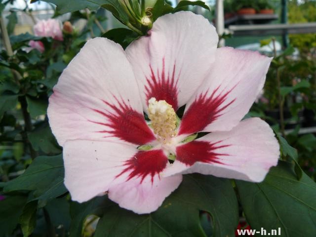 Hibiscus syriacus 'Hamabo' - Klik op de afbeelding om het venster te sluiten