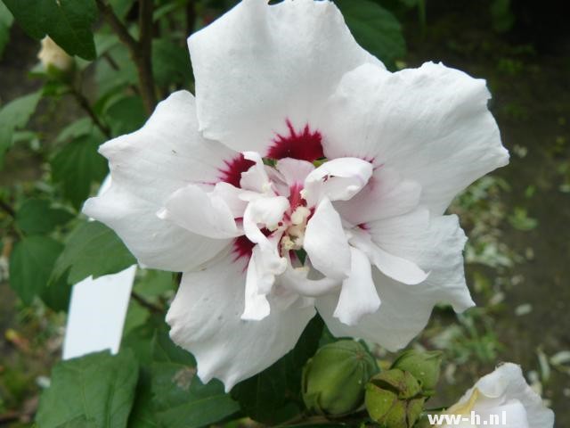 Hibiscus syriacus 'Lady Stanley' Hibiscus syriacus 'Lady Stanley'