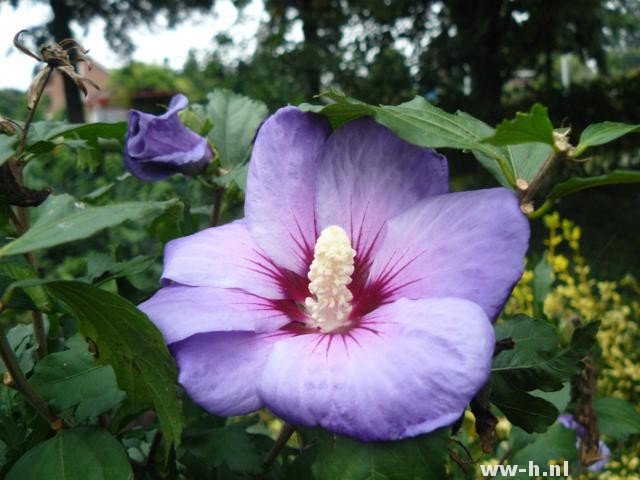 Hibiscus syriacus 'Oiseau Blue' Hibiscus syriacus 'Oiseau Blue'