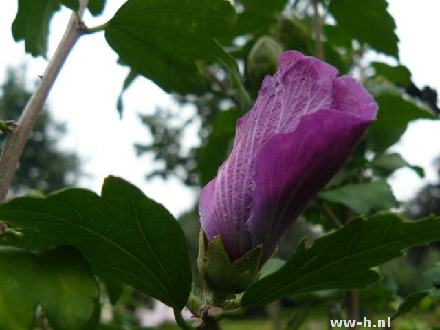 Hibiscus syriacus 'Russian Violet' Hibiscus syriacus 'Russian Violet'