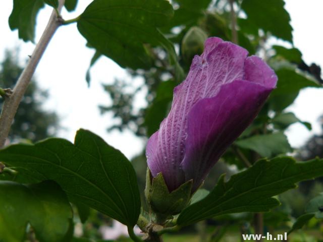 Hibiscus syriacus 'Russian Violet' - Klik op de afbeelding om het venster te sluiten