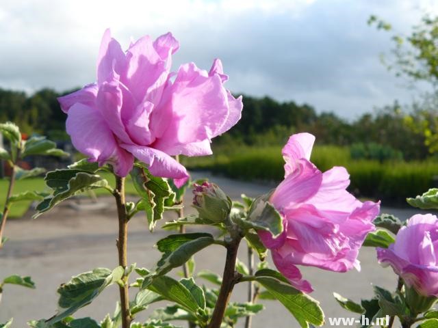 Hibiscus syriacus 'Van Gogh' - Klik op de afbeelding om het venster te sluiten