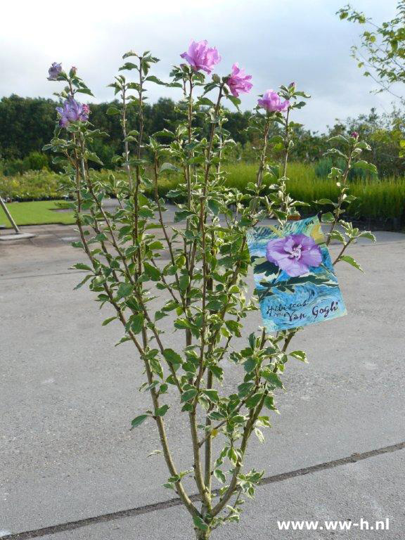 Hibiscus syriacus 'Van Gogh' - Klik op de afbeelding om het venster te sluiten