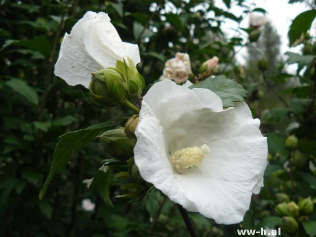 Hibiscus syriacus 'William R. Smith' Hibiscus syriacus 'William R. Smith'