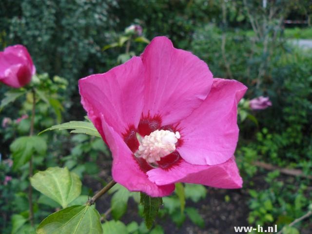 Hibiscus syriacus 'Woodbridge' Hibiscus syriacus 'Woodbridge'