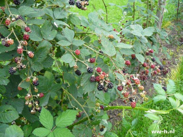 Rubus fruticosus 'Himalaya' - Klik op de afbeelding om het venster te sluiten