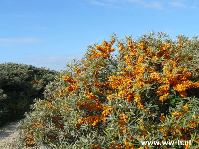 Hippophae rhamnoides Duindoorn pot 3liter - Klik op de afbeelding om het venster te sluiten