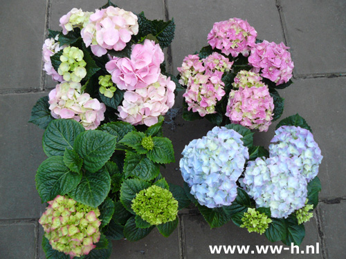 Hortensia's