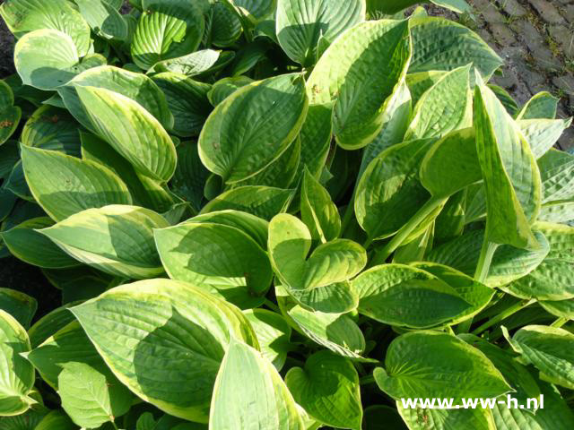 Hosta