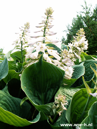 Hosta