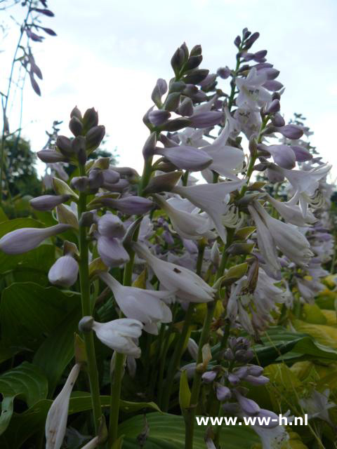 Hosta