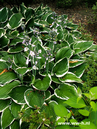 Hosta