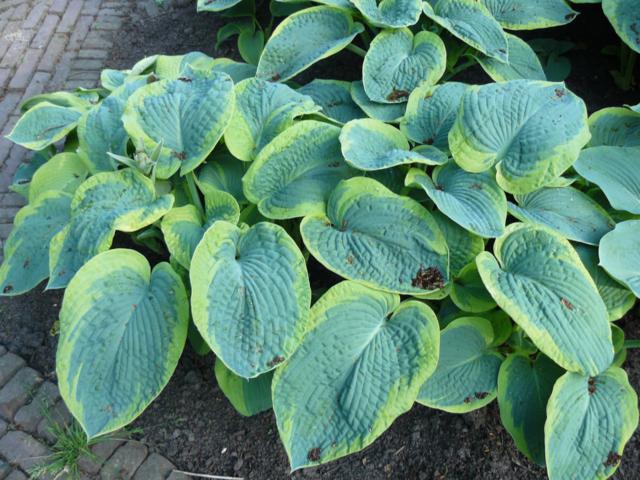 Hosta