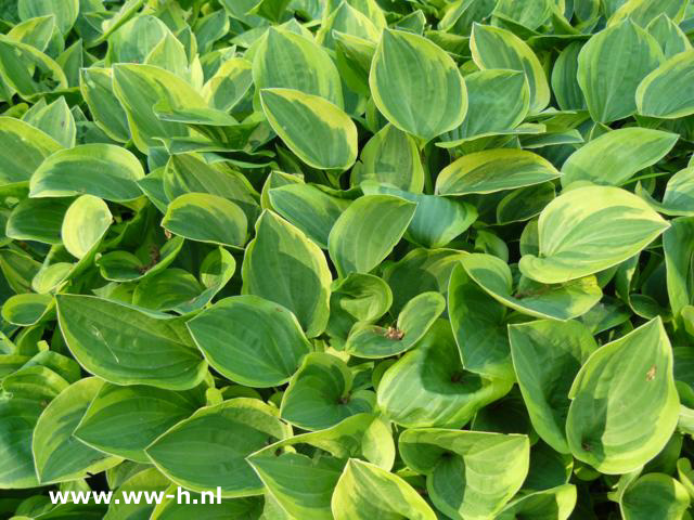 Hosta ' Golden Tiara ' - Klik op de afbeelding om het venster te sluiten