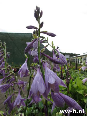 Hosta 'Ground Master'