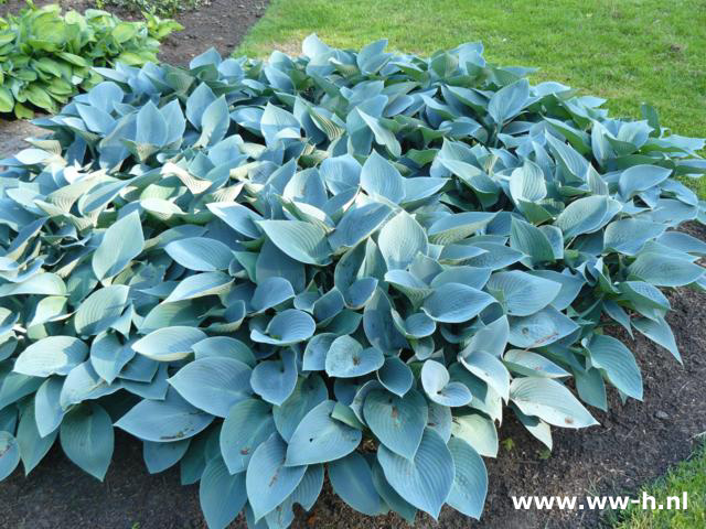 Hosta