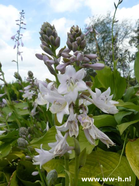 Hosta 'Royal Standard'