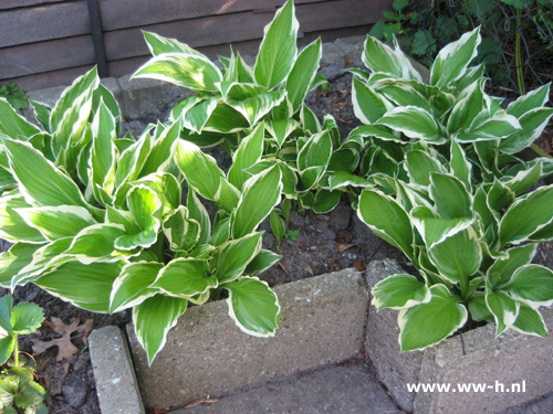 Hosta