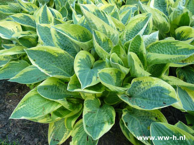 Hosta