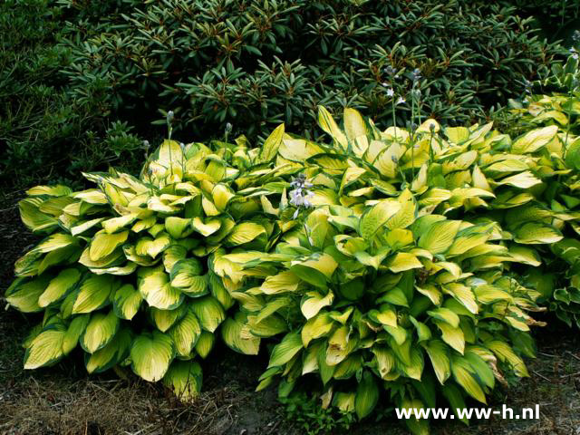 Hosta