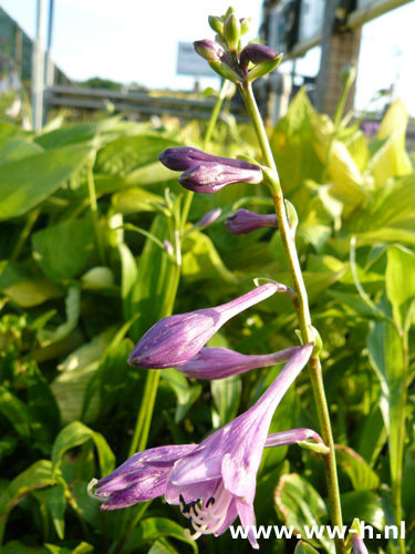 Hosta lancifolia