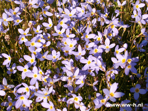 Houstonia caerulea - Klik op de afbeelding om het venster te sluiten