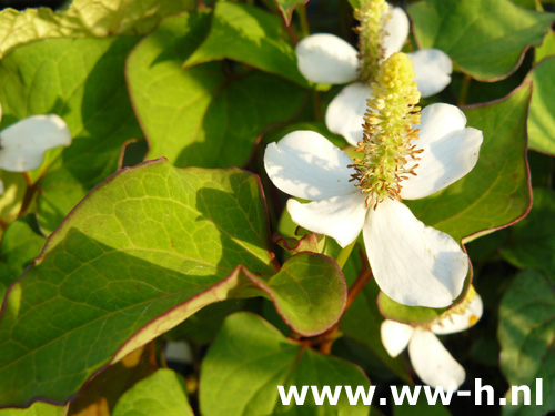 Houttuynia cordata