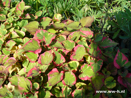 Houttuynia cordata