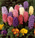 Hyacinth 0,99 ; 3 voor 2,50