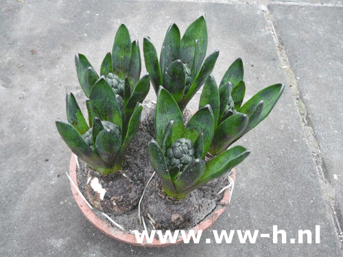 Hyacinth 0,99 ; 3 voor 2,50